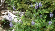 PICTURES/Spectra Point - Rampart Trail Overlook/t_Pretty Purple Flower.JPG